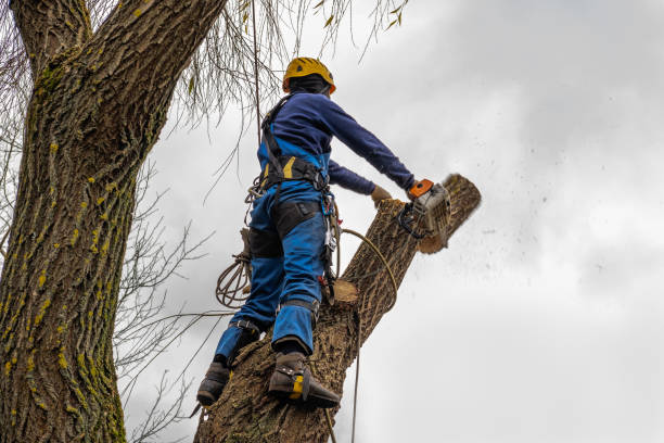 Best Tree Health Inspection  in Vinton, TX