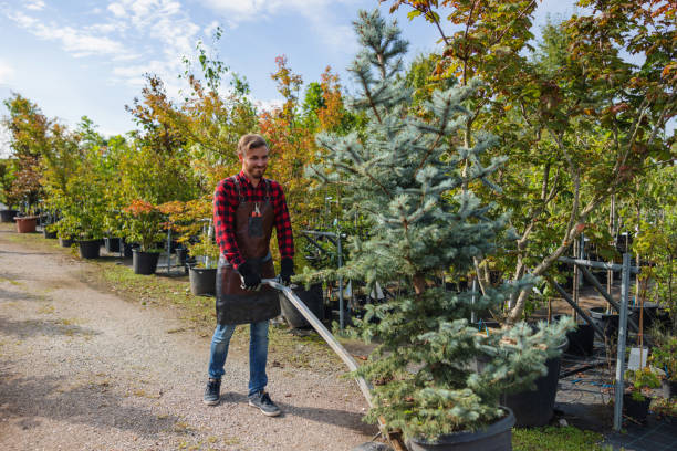 Best Root Management and Removal  in Vinton, TX